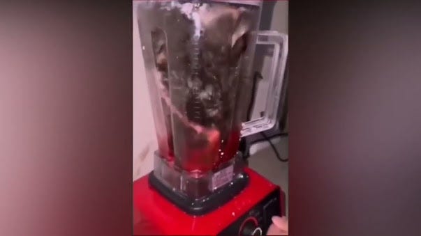 What Happened To The Cat In The Blender