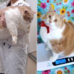 Canadian Cat Becomes TikTok Star Documenting Its Weight Loss Journey