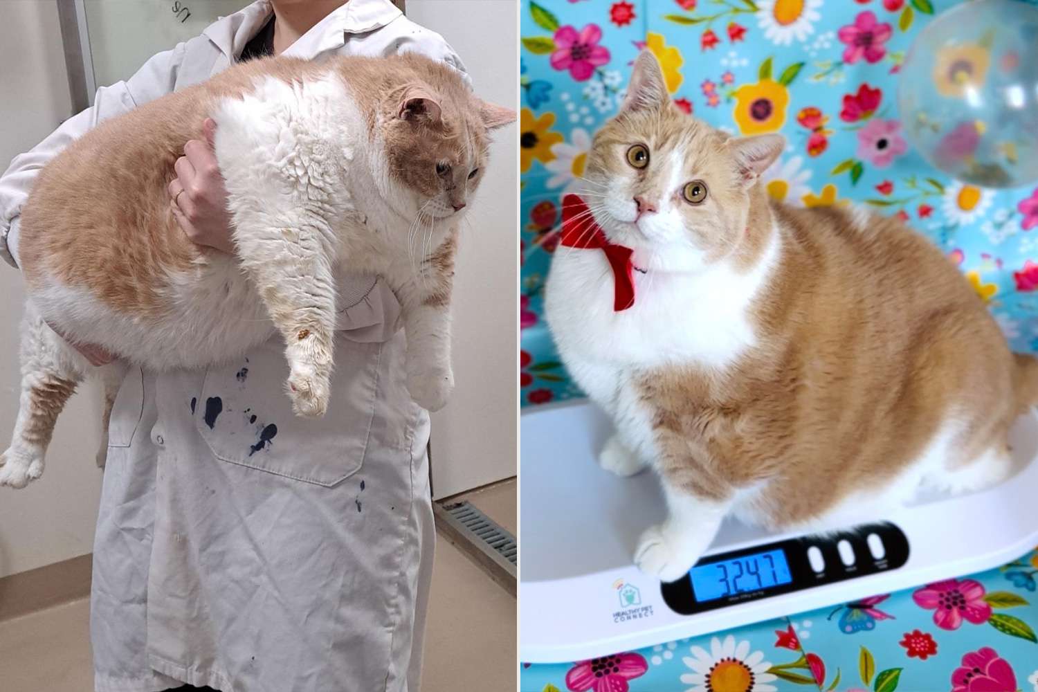 Canadian Cat Becomes TikTok Star Documenting Its Weight Loss Journey