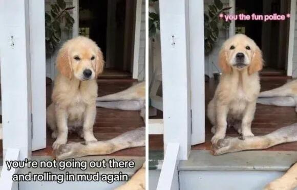 Sassy golden retriever