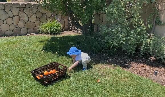 Prince Archie picking fruit in the garden at their Montecito home