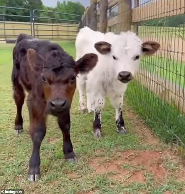 The actress walked barefoot in the pasture as she tended to the various animals, giving them head scratches and feed along the way