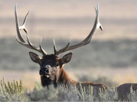 Archery Hunting Near Yellowstone