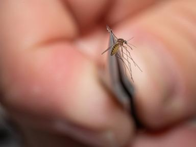 Environmental health specialist displaying mosquito