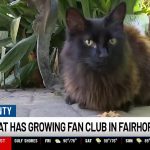 Fairhope’s Famous Cat Attracts a Growing Fan Following