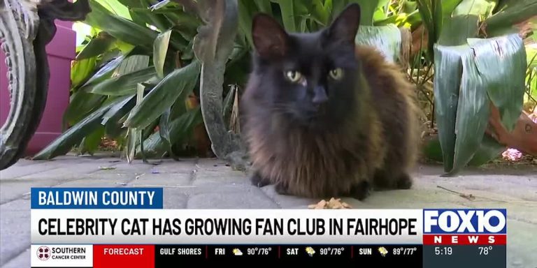 Fairhope’s Famous Cat Attracts a Growing Fan Following